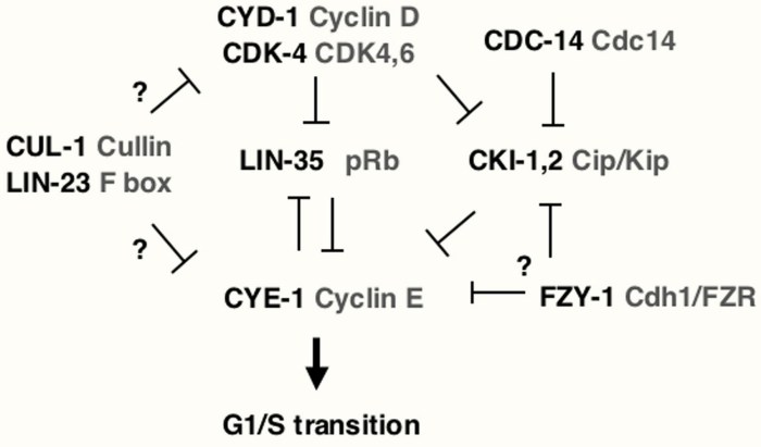 Pogil cell cycle regulation answers