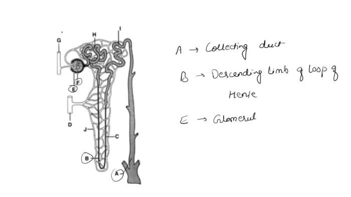 Nephron labeling biologycorner glomerulus