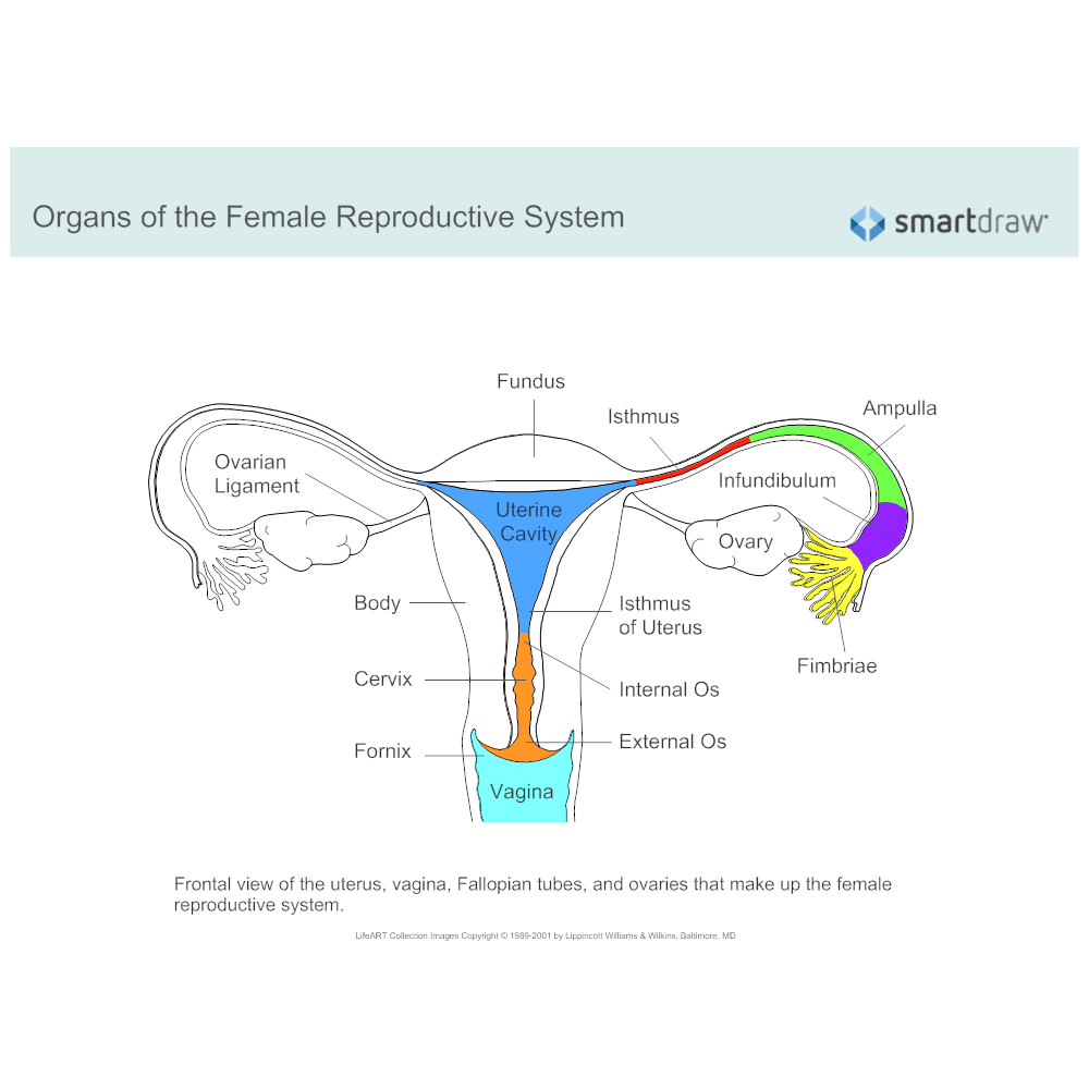 Reproductive female system internal parts organs anatomy chart flow women fertility do invitra