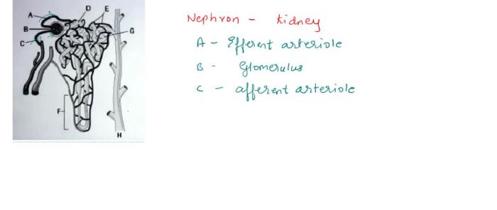 Label the drawing of the nephron using the key letters