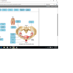 Reproductive organs genitalia body