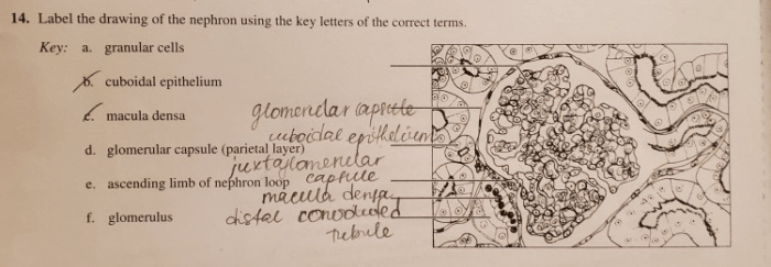 Label the drawing of the nephron using the key letters