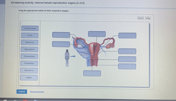 Art-labeling activity: internal organs of the female reproductive system