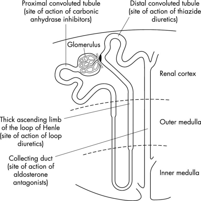 Nephron system urinary diagram parts functions urine libretexts depth human shown their map general biology water collecting duct