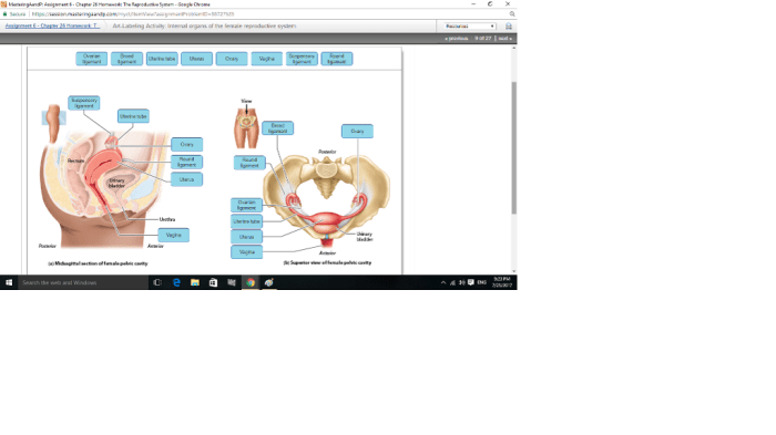 Art-labeling activity: internal organs of the female reproductive system